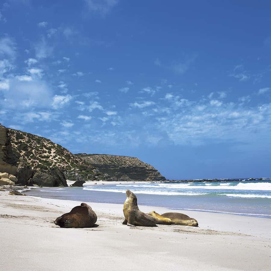 Kangaroo Island: Scenic, Nature & Wildlife Tour - Small groups make a real difference
