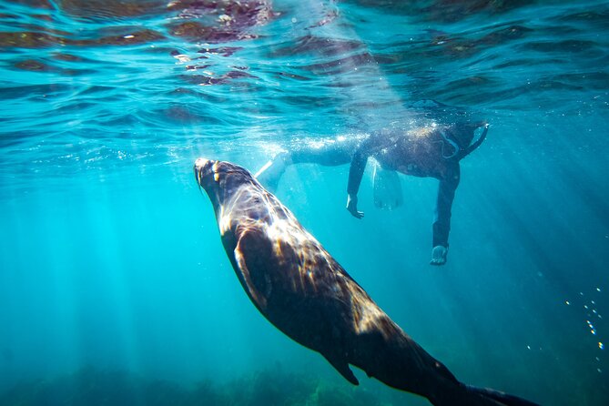 Kangaroo Island - Swim with Dolphins/Seals/Coastal Snorkel - Christmas Cove is your launch point