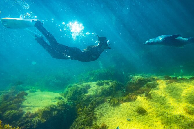 Kangaroo Island - Swim with Dolphins/Seals/Coastal Snorkel - Searching the coast for dolphins