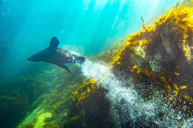 Kangaroo Island - Swim with Dolphins/Seals/Coastal Snorkel - The crew is a major strength