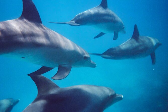 Kangaroo Island - Swim with Dolphins/Seals/Coastal Snorkel - The safety briefing sets the tone