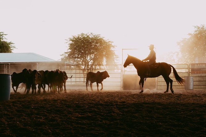 Katherine Outback Experience Show Ticket - Why Katherine’s cattle-station show is worth your time