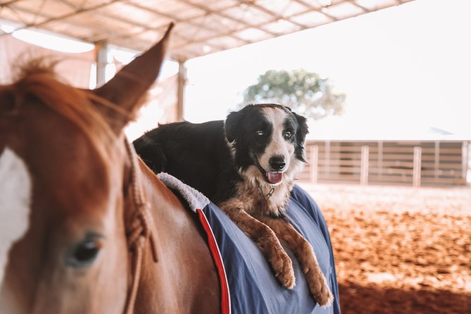 Katherine Outback Experience Show Ticket - Comfort matters in Katherine’s heat