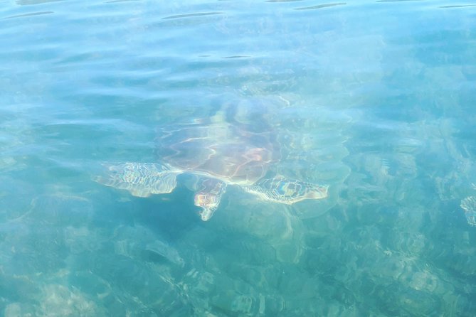 Kayak Turtle Tour from Palm Cove - The limestone cave depends on the tide