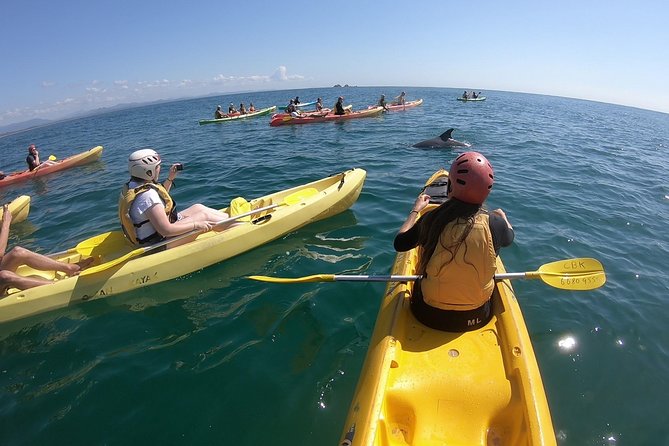 Kayaking with Dolphins in Byron Bay Guided Tour - The essentials at a glance