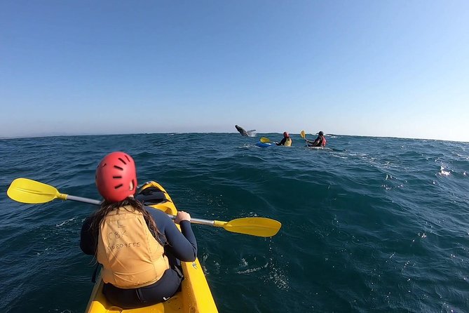 Kayaking with Dolphins in Byron Bay Guided Tour - What $63.83 gets you