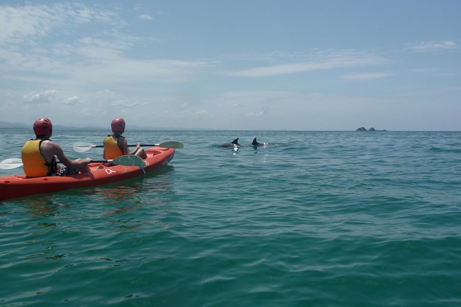 Kayaking with Dolphins in Byron Bay Guided Tour - Meeting dolphins in their natural setting