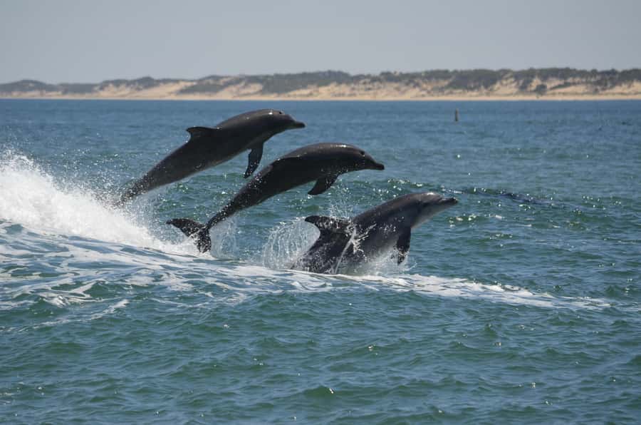 Koombana Bay: Dolphin Eco Cruise - Five things worth knowing before you book