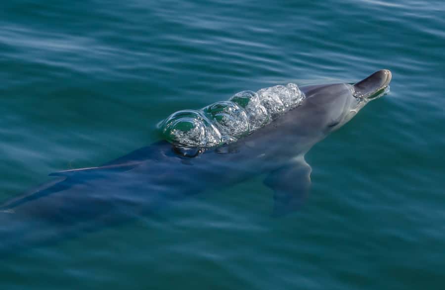 Koombana Bay: Dolphin Eco Cruise - A 300-degree view without getting wet