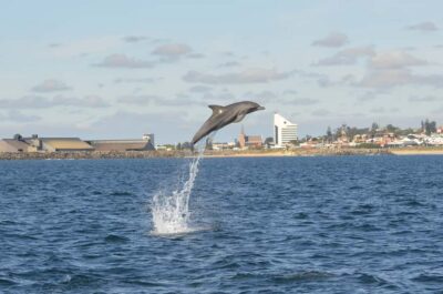 Koombana Bay: Dolphin Eco Cruise
