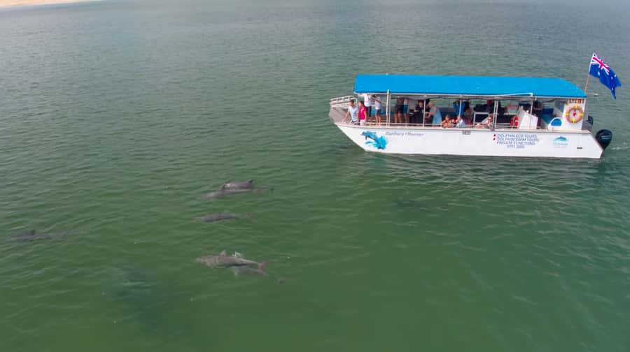 Koombana Bay: Dolphin Eco Cruise - What you may see during the 90 minutes