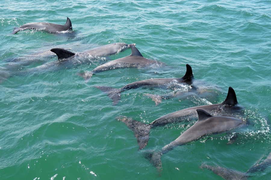 Koombana Bay: Dolphin Eco Cruise - Weather, safety, and comfort