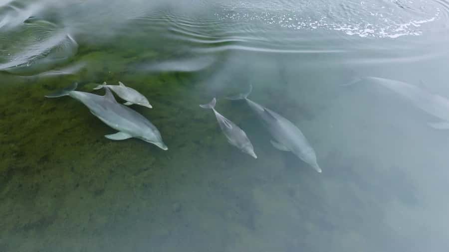 Koombana Bay: Dolphin Eco Cruise - Who will enjoy this cruise most?