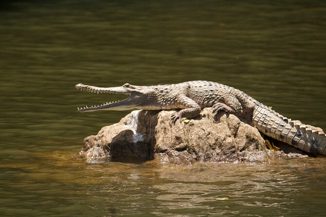 Kuranda Riverboat Sightseeing Cruise - Finding the Kuranda Riverboat jetty