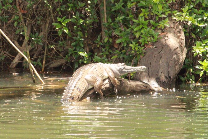 Kuranda Riverboat Sightseeing Cruise - Guides who turn animal spotting into a shared activity