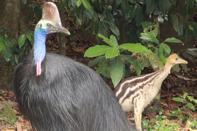 Kuranda Riverboat Sightseeing Cruise - Wildlife expectations: good possibilities, no promises