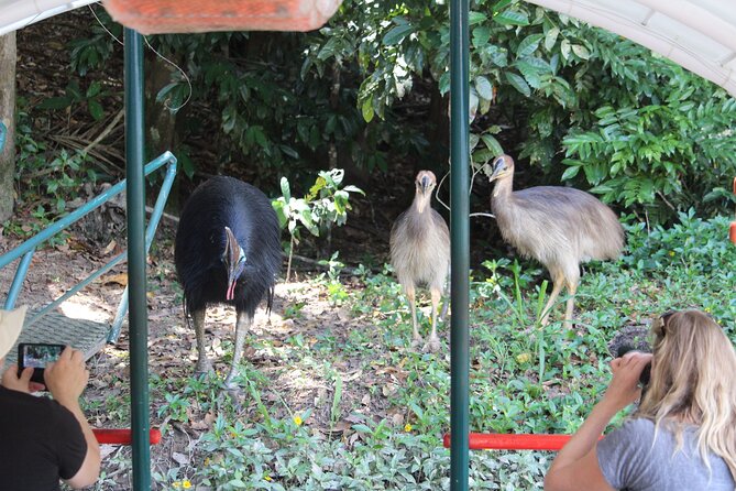 Kuranda Riverboat Sightseeing Cruise - The scenery from the water