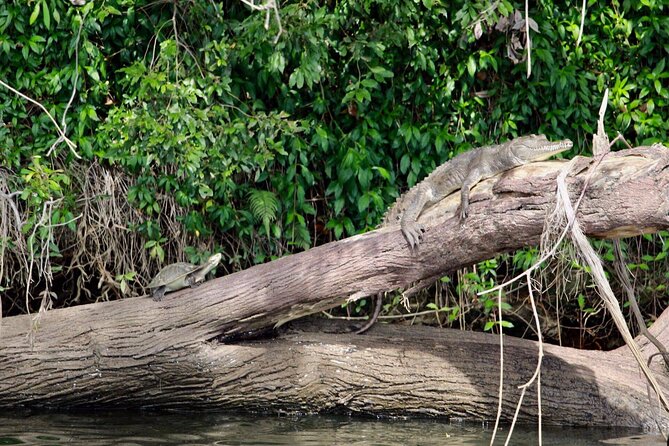 Kuranda Riverboat Sightseeing Cruise - How the price compares with the experience