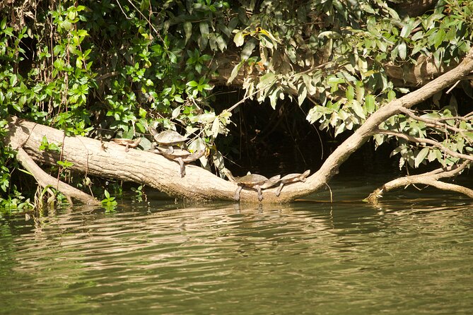 Kuranda Riverboat Sightseeing Cruise - Best departure time and planning advice