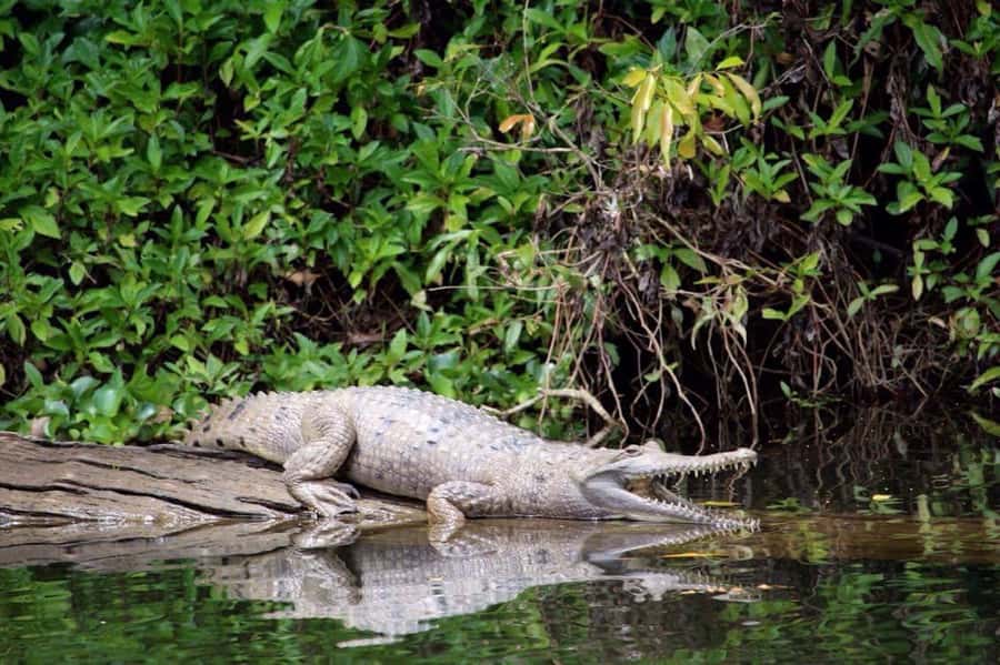 Kuranda: Riverboat Tour - The quick facts that matter