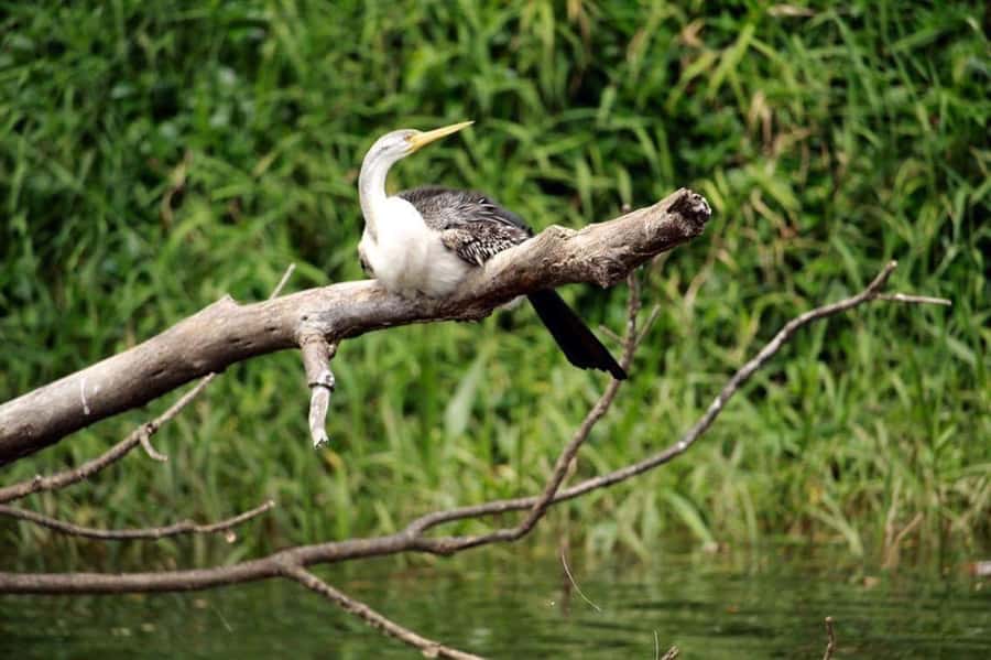 Kuranda: Riverboat Tour - Finding the Kuranda Riverboat jetty