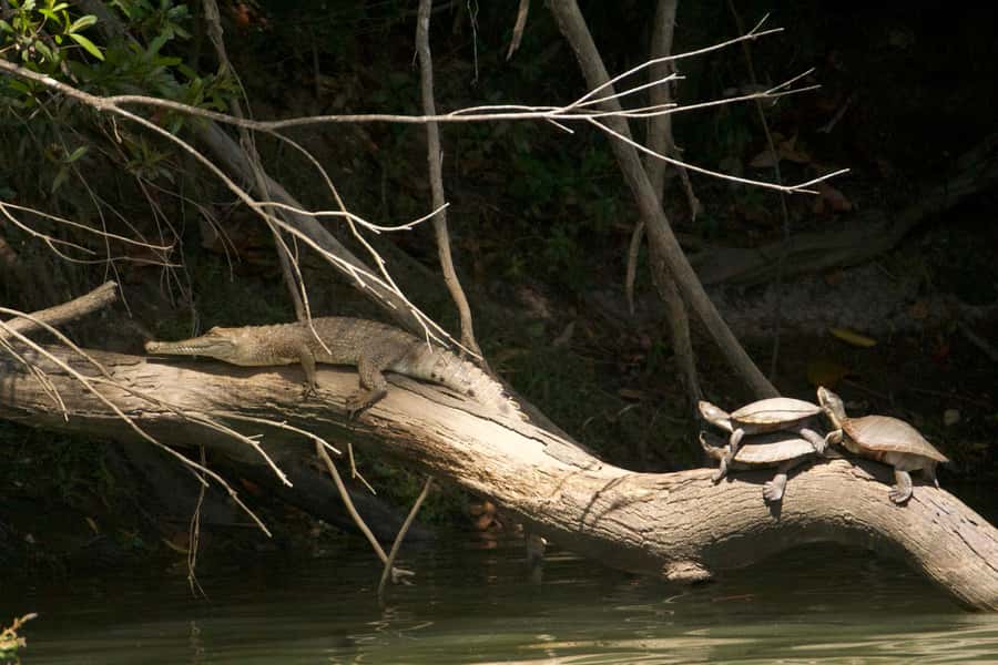 Kuranda: Riverboat Tour - Why the scenery is worth the ticket