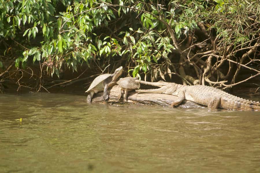 Kuranda: Riverboat Tour - Best for families, photographers and a spare afternoon