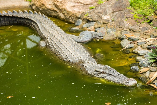 Kuranda Scenic Railway Day Trip from Cairns - Transport, pickup, and timing details