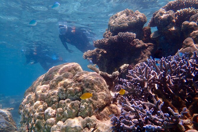 Lagoon Explorer - Ningaloo Reef Full-Day Kayaking and Snorkeling Adventure - Osprey Bay and Pilgramunna as alternative launch areas