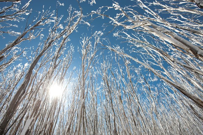 Lake Mountain Snow Trip including Yarra Valley Chocolaterie from Melbourne - Who should book this Lake Mountain day trip?