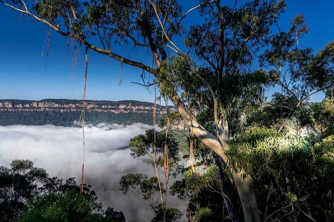 Late Start Blue Mountains Nature, Waterfalls, Koalas Small Group - Wentworth Falls: the day’s main walk