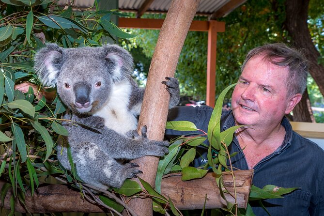 Late Start Blue Mountains Nature, Waterfalls, Koalas Small Group - Megalong Valley and the search for wild kangaroos
