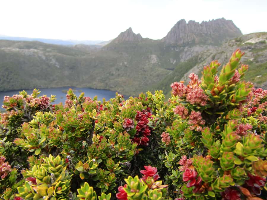 Launceston: Cradle Mountain Guided Active Day Trip - The Cradle Mountain day in five useful points