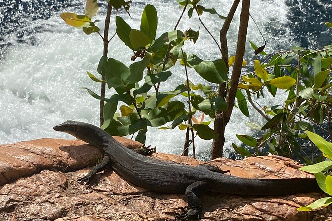 Litchfield & Berry Springs VIP Adventure Day Tours (group of 11) - Florence Falls is the swimming highlight