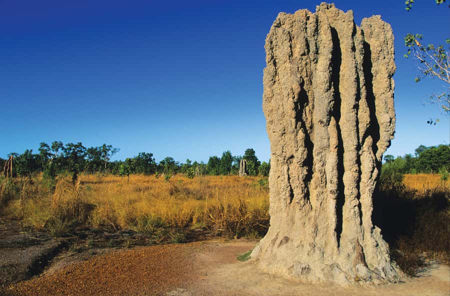 Litchfield National Park: Full-Day & Lunch from Darwin - Termite mounds and the strange side of the Top End