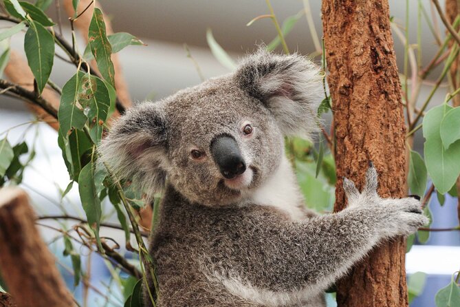 Lone Pine Koala Sanctuary Day Pass - Key things to know before you go