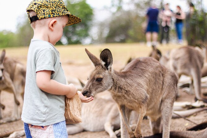 Lone Pine Koala Sanctuary Day Pass - Why Lone Pine makes a strong Brisbane wildlife outing