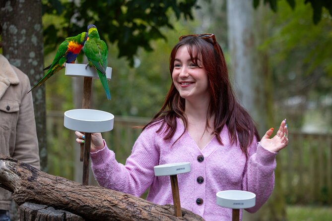 Lone Pine Koala Sanctuary Day Pass - Lorikeet feeding brings color and noise
