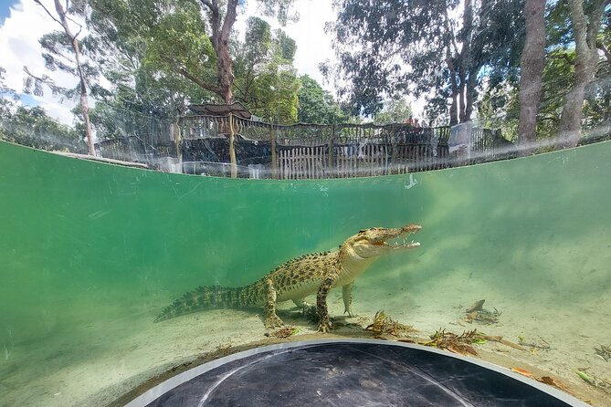 Lone Pine Koala Sanctuary Day Pass - Look beyond koalas for platypus, dingoes, and crocodiles