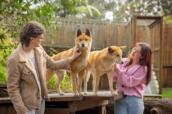Lone Pine Koala Sanctuary Day Pass - Koalas are the main event, with an important catch