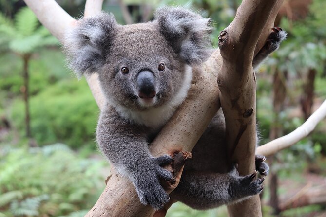 Luxury Hunter Valley Wildlife & Wine Tasting Tour from Sydney - Pokolbin Estate Vineyard: a second tasting