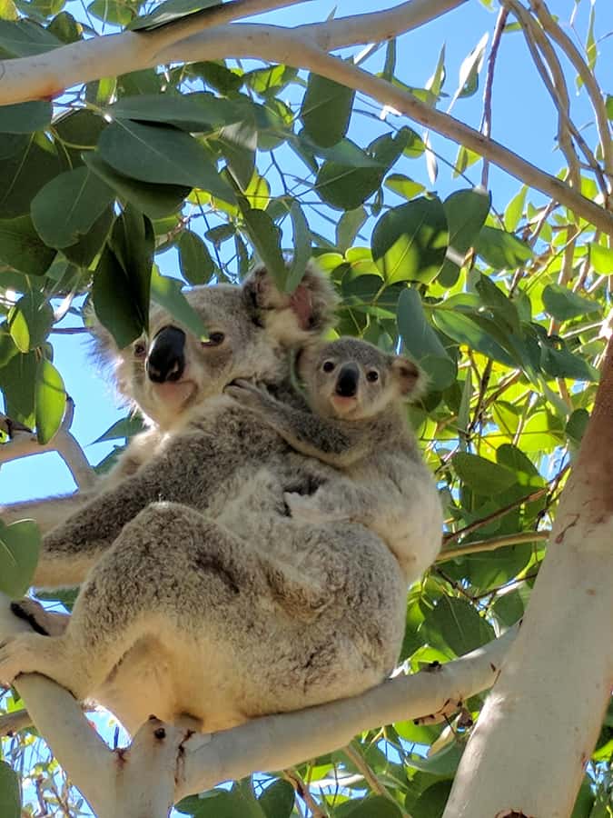 Magnetic Island: Behind the Scenes Tour - Geoffrey Bay is your best wildlife gamble