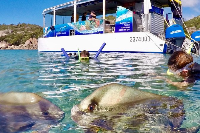 Magnetic Island Discovery Tour with Snorkeling & Paddle Boarding - Starting at Nelly Bay at 8:30 am