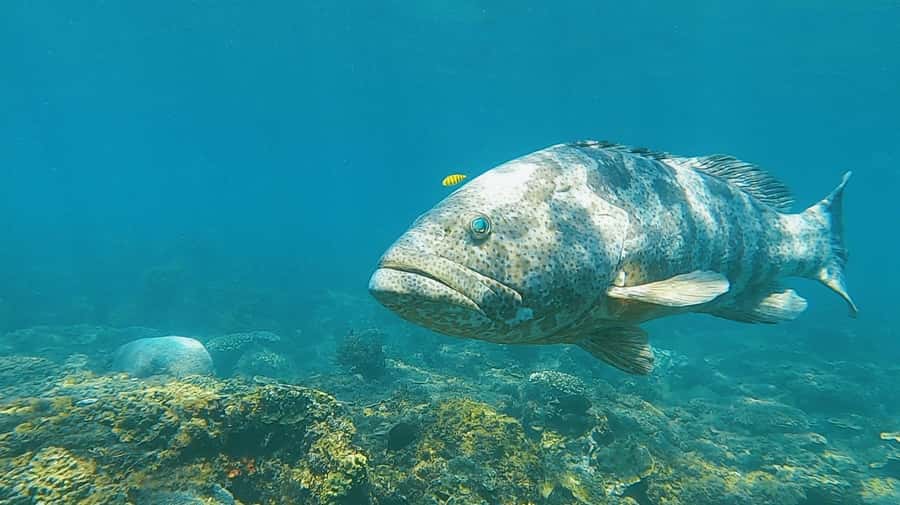 Magnetic Island: Snorkel Discovery Tour - Morning tea at a special coastal stop