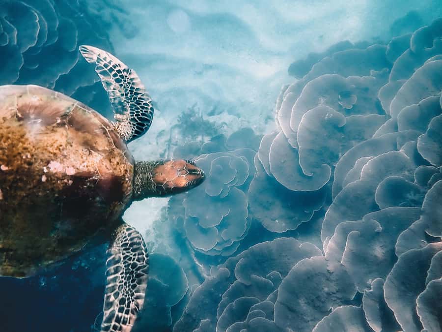 Magnetic Island: Snorkel Discovery Tour - Wildlife above and below the water