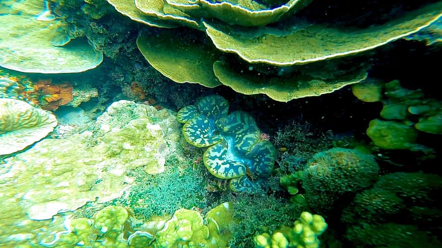 Magnetic Island: Snorkel Discovery Tour - What happens when the weather turns