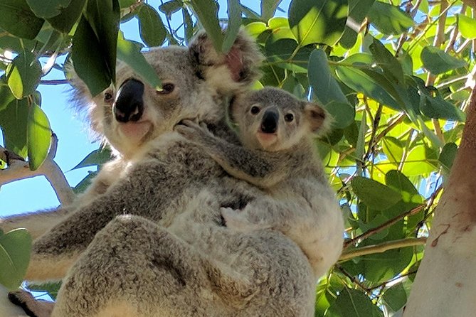 Magnetic Island Tour: Maggie Comprehensive - Geoffrey Bay and the search for rock wallabies