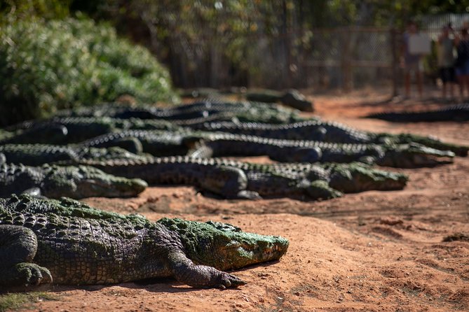 Malcolm Douglas Crocodile Park Tour Including Transportation - Key points at a glance