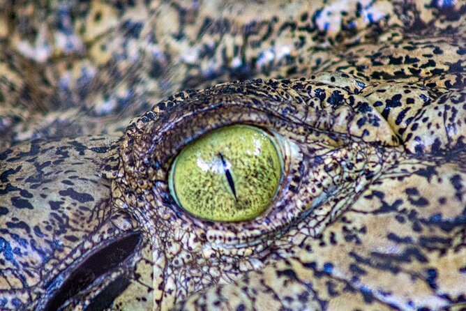 Malcolm Douglas Crocodile Park Tour Including Transportation - Look beyond the crocodiles