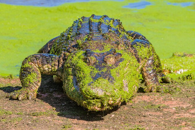 Malcolm Douglas Crocodile Park Tour Including Transportation - What the $57.38 price includes